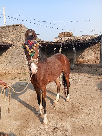 આ ઘોડી વેચવાની છે