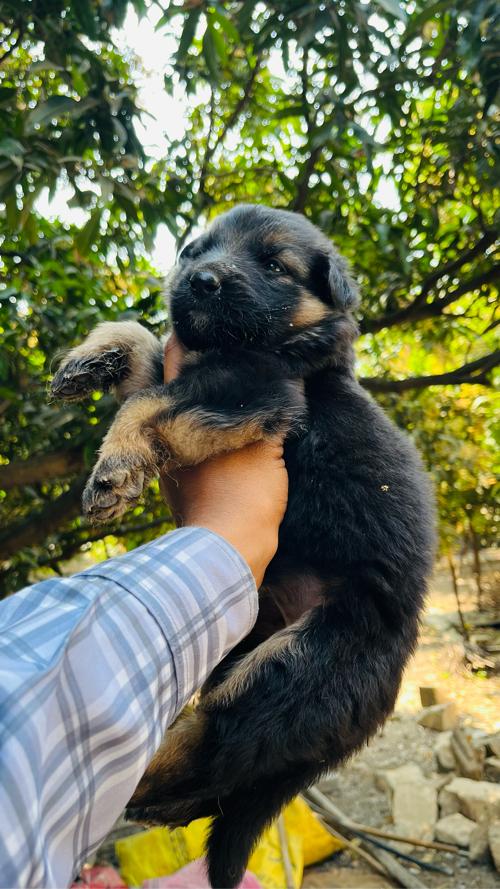 German shepherd doublecoat puppies available