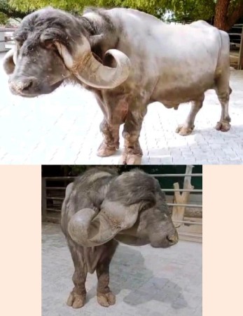 थंबनेल 6