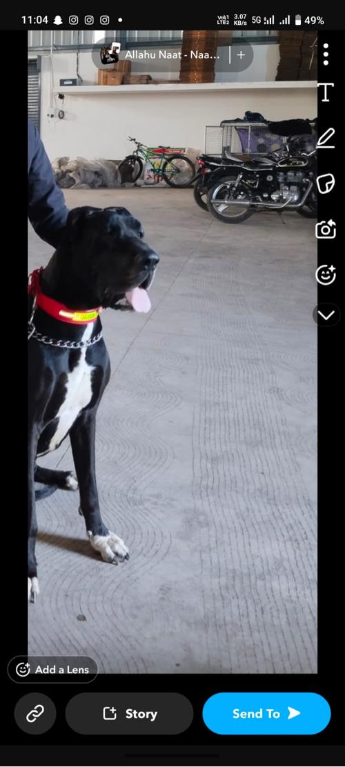 બ્લેક ગ્રેટ ડેન મેલ. મીટીંગ માટે બ્લેક ગ્રેટ ડેન ફિમેલ જોઈ છે