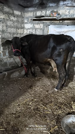 थंबनेल 4