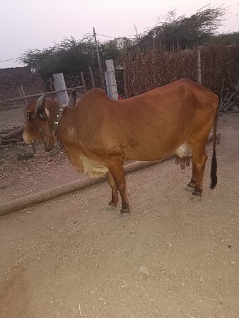 ગાય વેચવાની છે