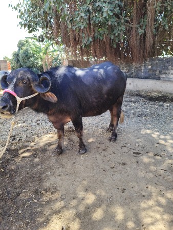 थंबनेल 3