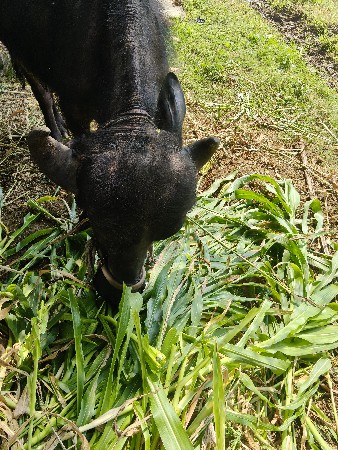 ખડેલી વેચવાની છે