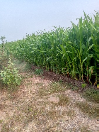 મકાઈ વેવાનીછે
5 વીઘાની છે