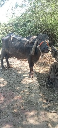 थंबनेल 3