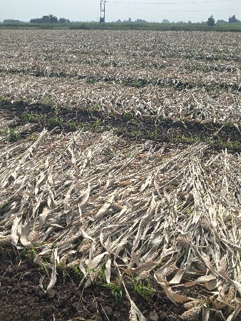 જુવારનીનીણ