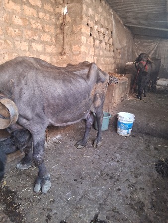 थंबनेल 2