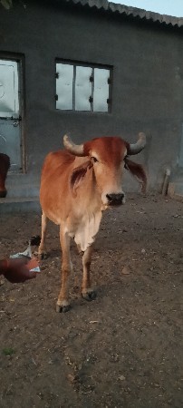 વેચવાની સે