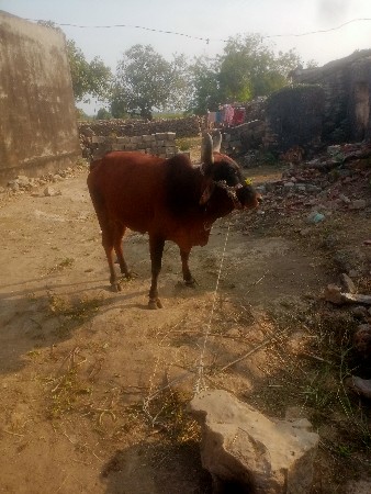 थंबनेल 2