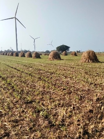 જુવાર વેચવાની છે