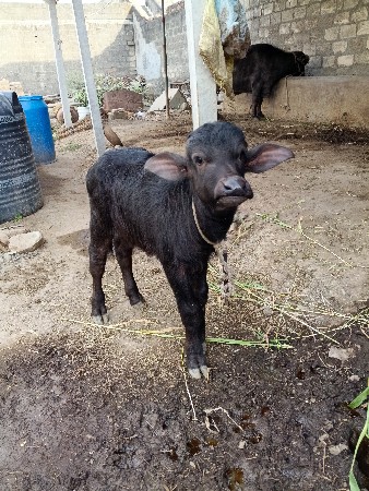 थंबनेल 2