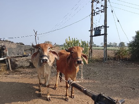 બળદ વેચવાના છે