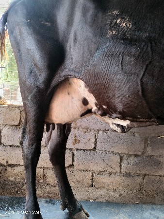 थंबनेल 2