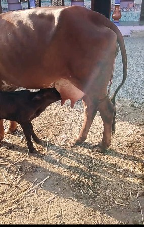 थंबनेल 2