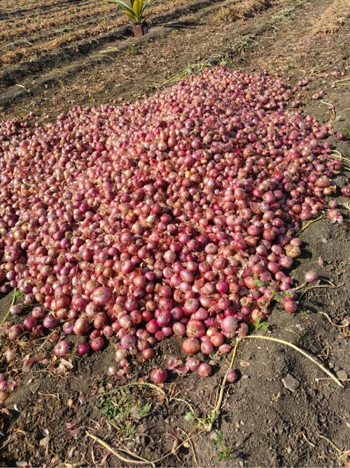 કાંદી ડુંગળી🧅