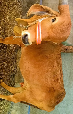 વેચવાની છે.