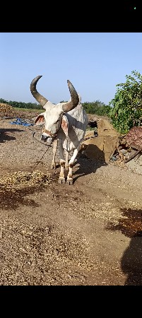 थंबनेल 2