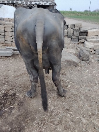 ભેંસ વેચવાની છે.