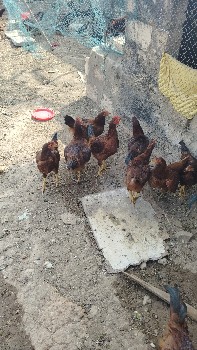 थंबनेल 3