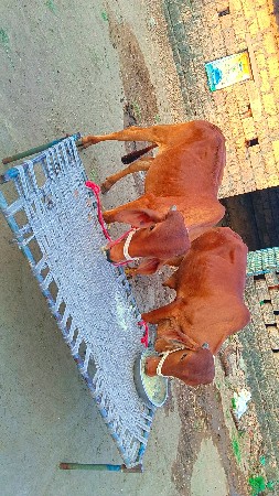 દેશી ગોધલા વેચવાના છે