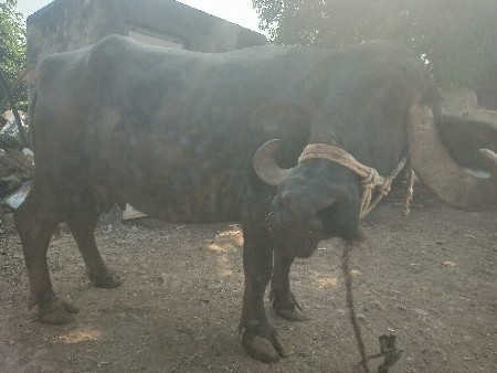 ભેંસ વેચવાની છે