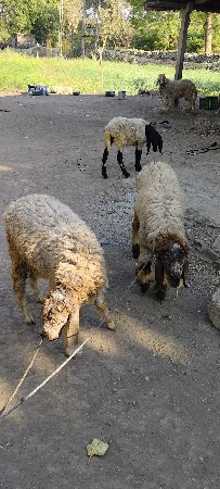 थंबनेल 3