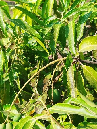 આંબાનો બગીચો વેચવાનો છે.