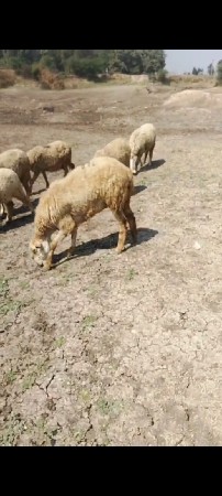 થંબનેલ 2