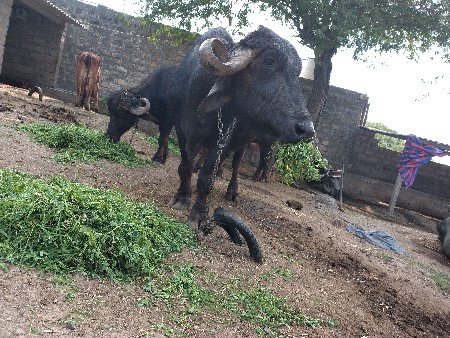 थंबनेल 3