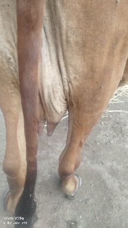 3 વેતર 5લીટર દુધ દોવામા શોજી