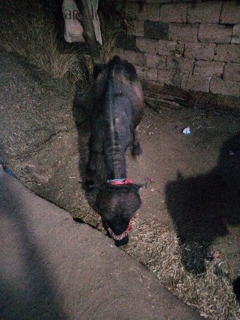 પાડી યુ પેશવાની છે