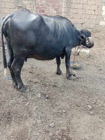 ભેસ વેચવા ની છે