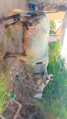 थंबनेल 2