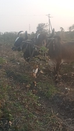 થંબનેલ 2