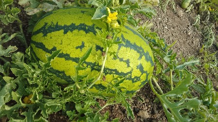 sabargama Vela Haider booj