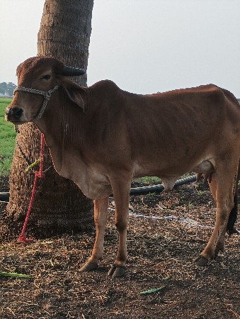 थंबनेल 2