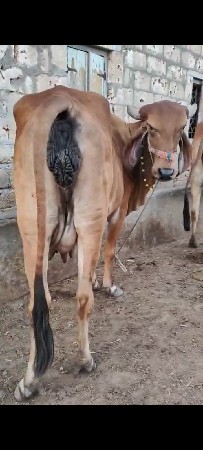 થંબનેલ 3