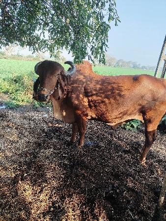 બળદ વેચવાનો છે