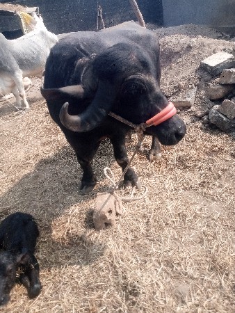 थंबनेल 3