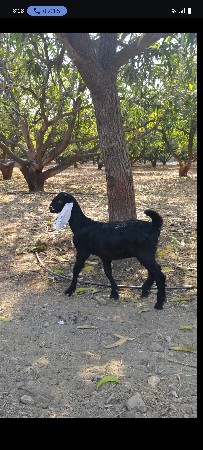 બે બકરા વેચવા છે