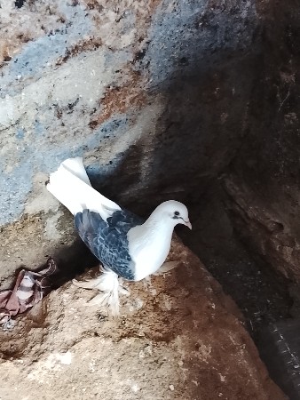 2 નર વેચવાના છે