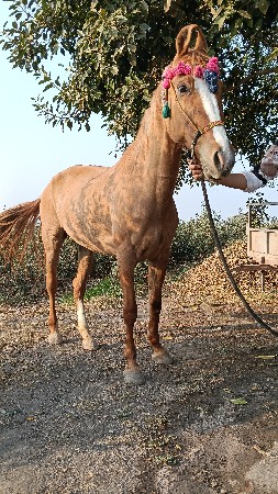 થંબનેલ 2