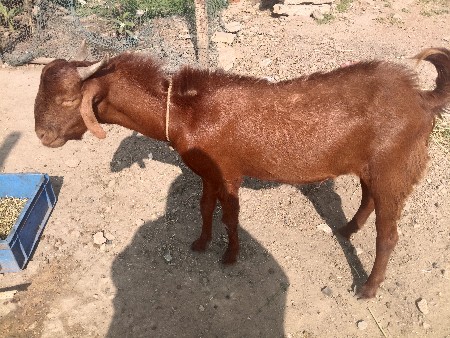 थंबनेल 3