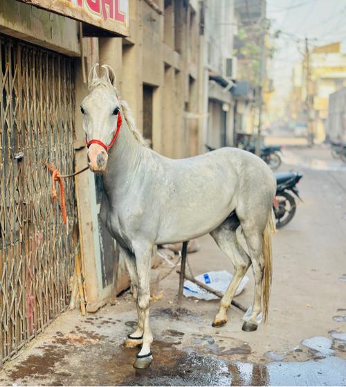 Roji ghodi vechvani chalu fuleka ni bal bhmri a chokhi