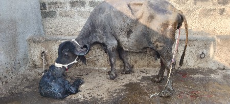 થંબનેલ 3