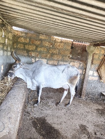 કાંકરેજ ગાય વેચવાની છે