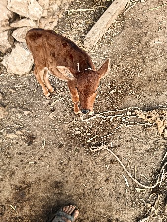 વેસવાની