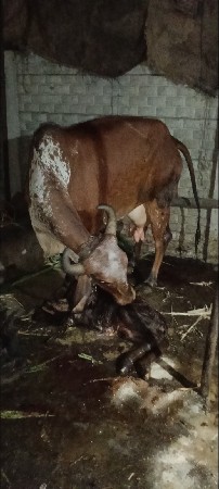 દેશી ગાય