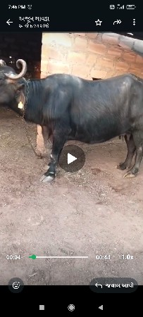 थंबनेल 2